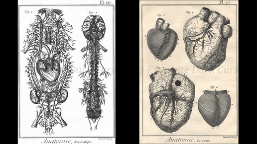 Ephemera - Exquisite Dark Curio
