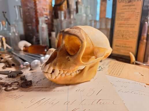 Natural History - Exquisite Dark Curio