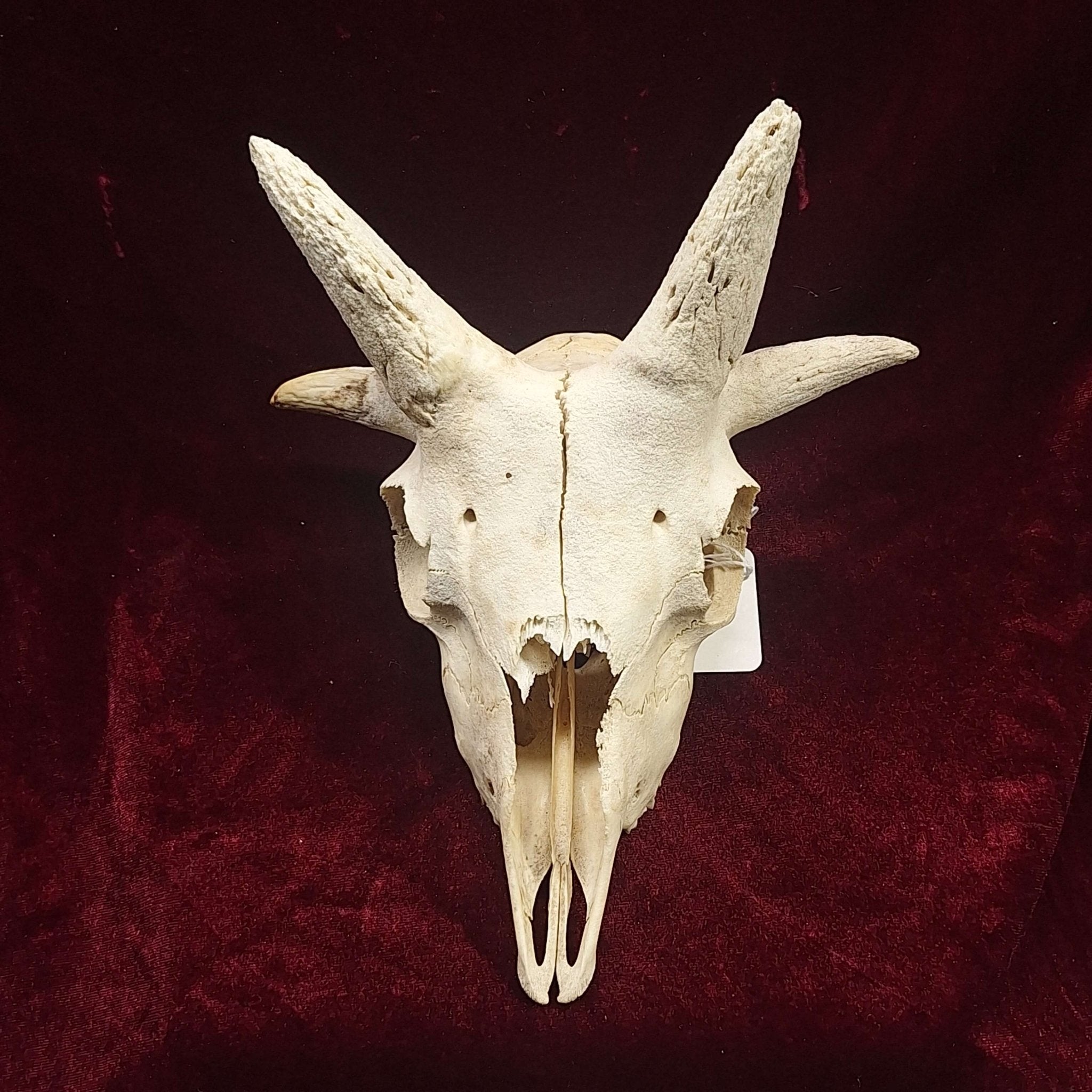 4 Horn Jacobs Ram Skull - Exquisite Dark Curio