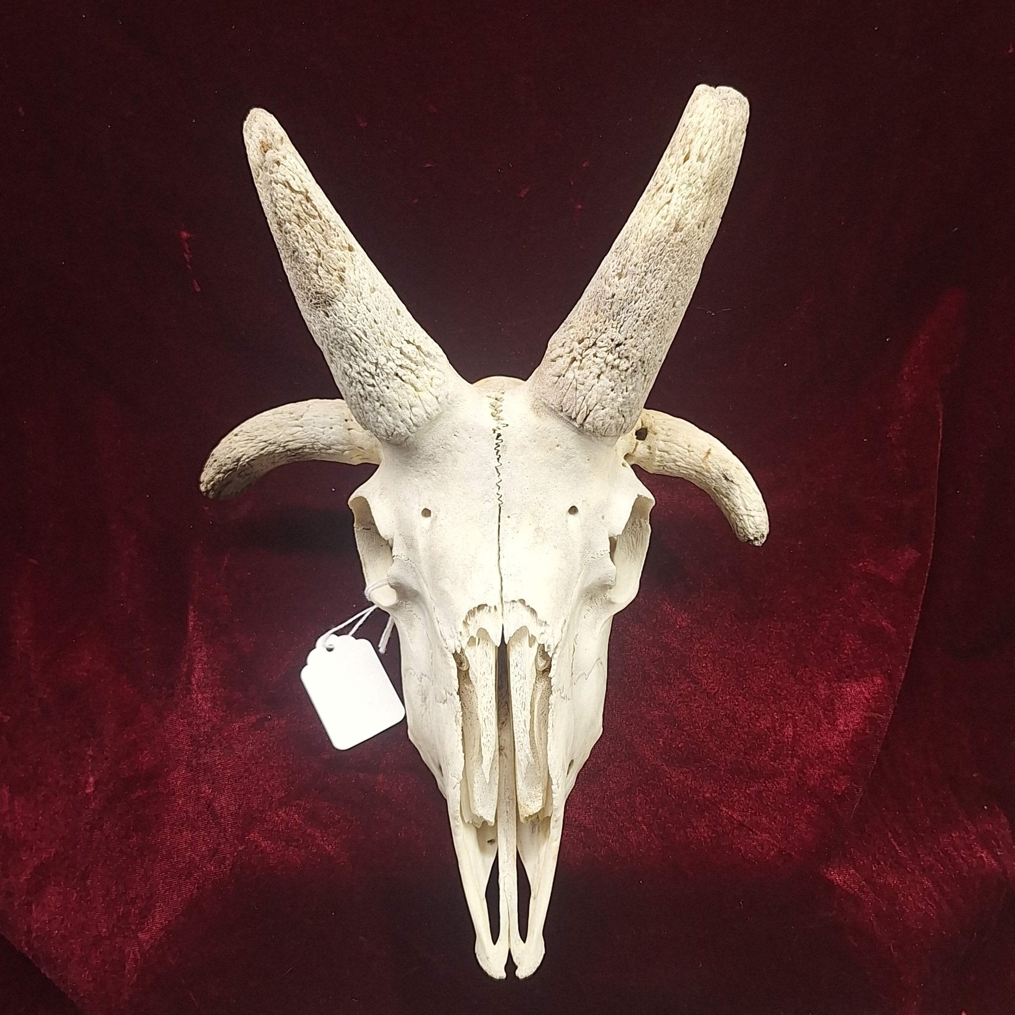 4 Horn Jacobs Ram Skull - Exquisite Dark Curio
