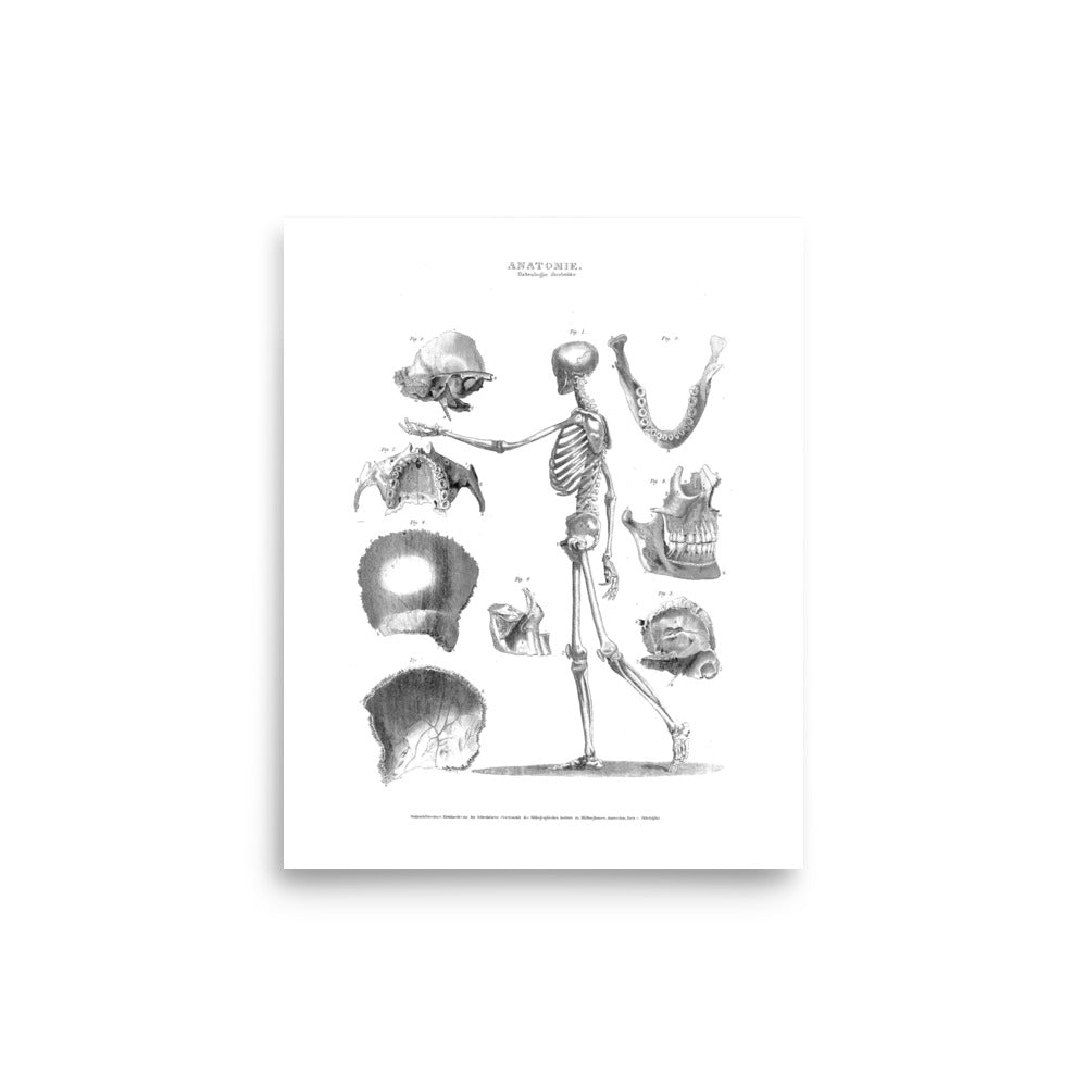 Anatomie 2 Poster - Exquisite Dark Curio