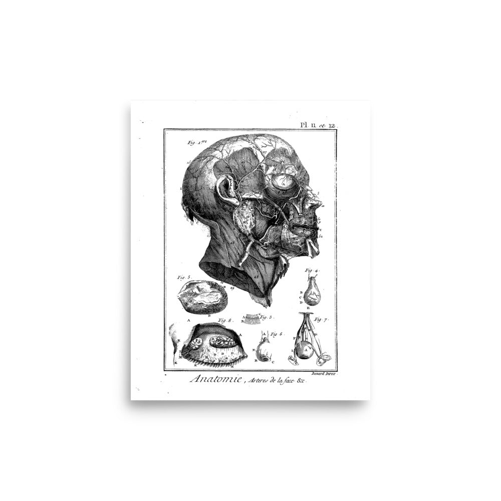 Anatomie Poster - Exquisite Dark Curio