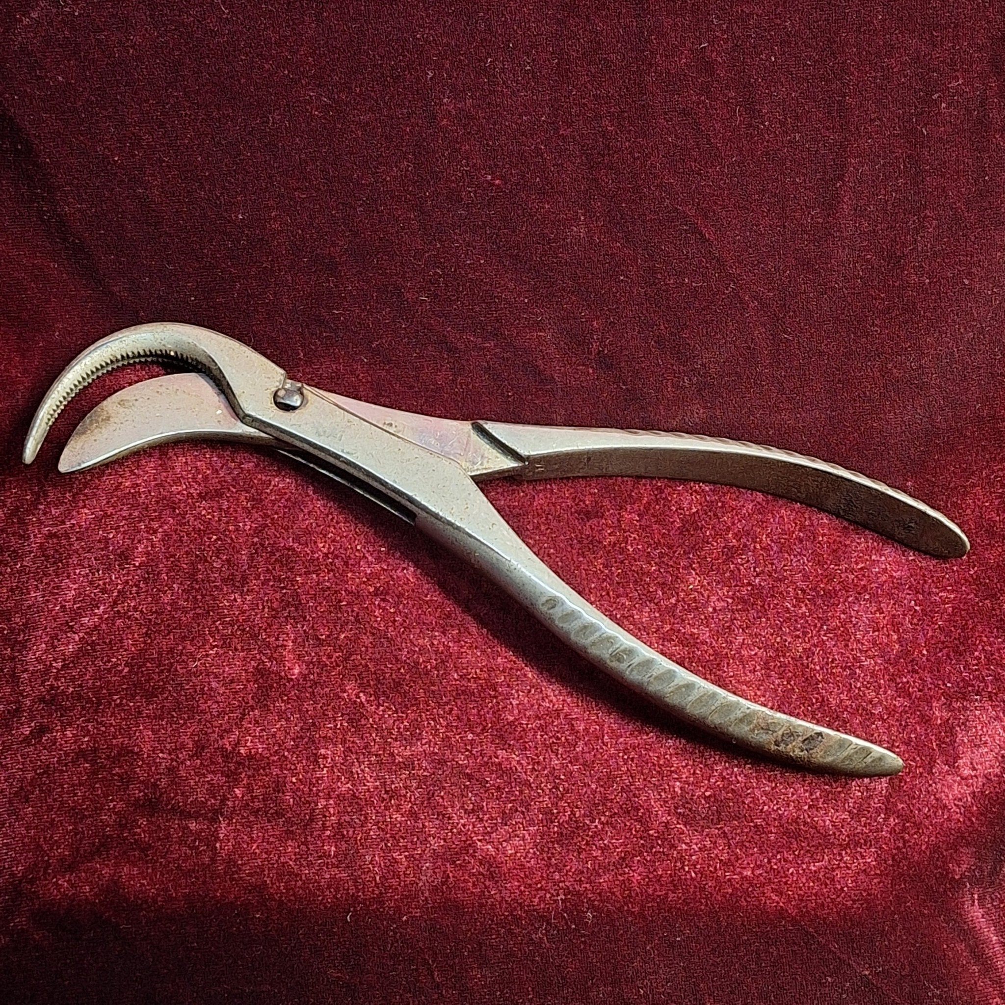 Antique Surgical Bone & Rib Shears – Bethune - Type Cutter (1880–1910) - Exquisite Dark Curio