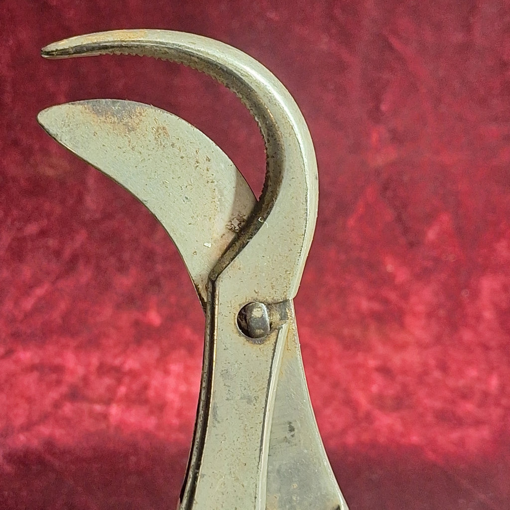 Antique Surgical Bone & Rib Shears – Bethune - Type Cutter (1880–1910) - Exquisite Dark Curio