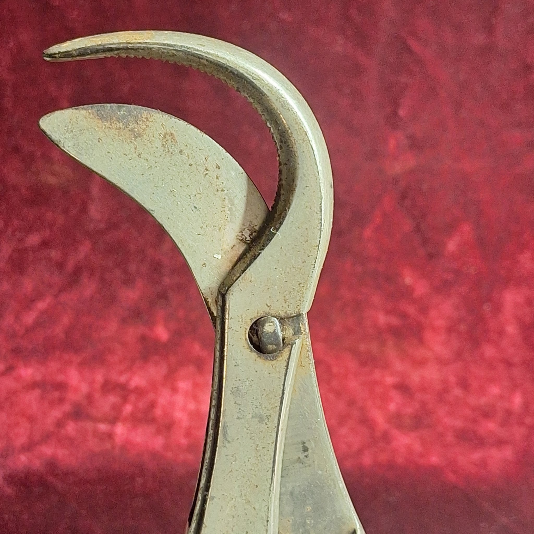 Antique Surgical Bone & Rib Shears – Bethune - Type Cutter (1880–1910) - Exquisite Dark Curio