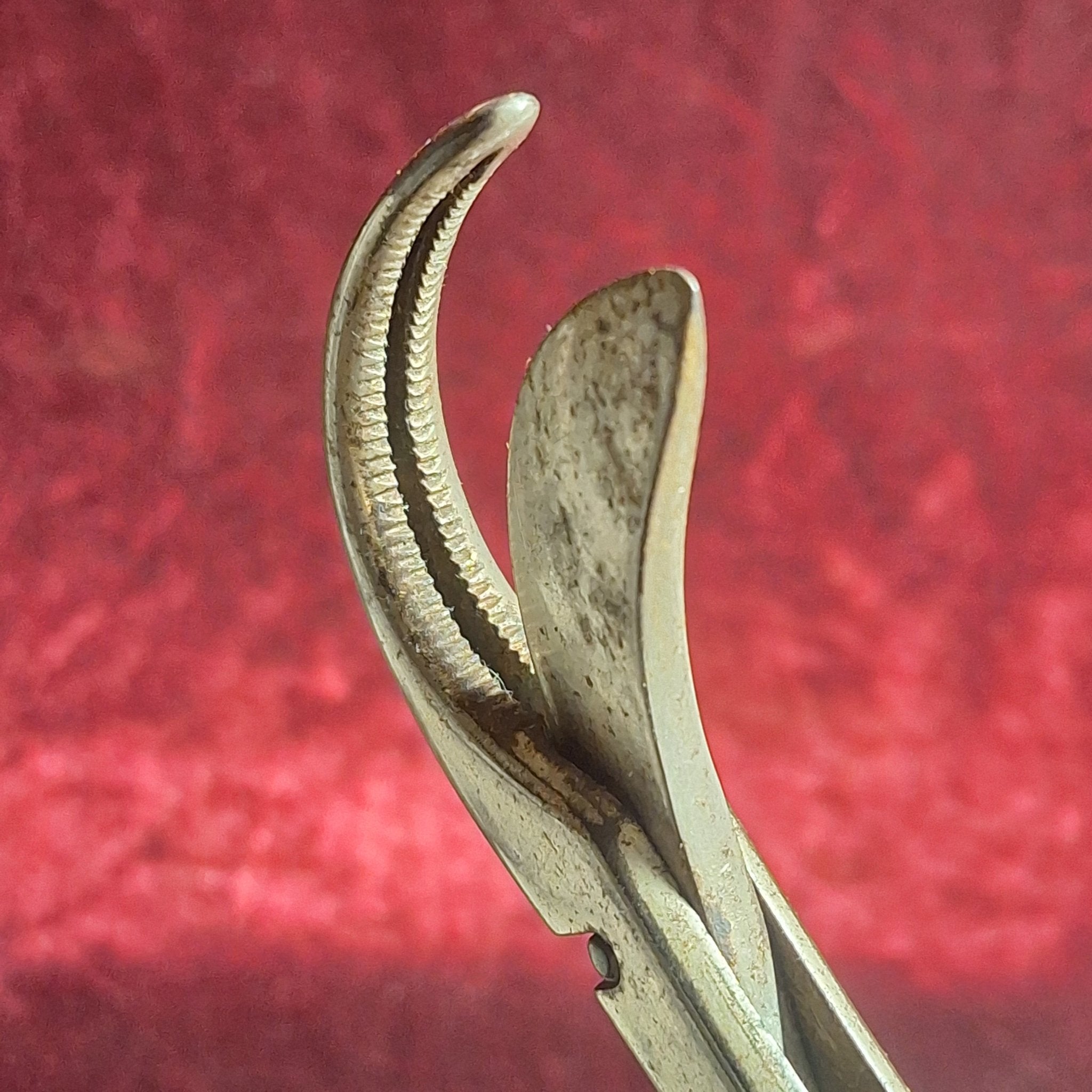 Antique Surgical Bone & Rib Shears – Bethune - Type Cutter (1880–1910) - Exquisite Dark Curio