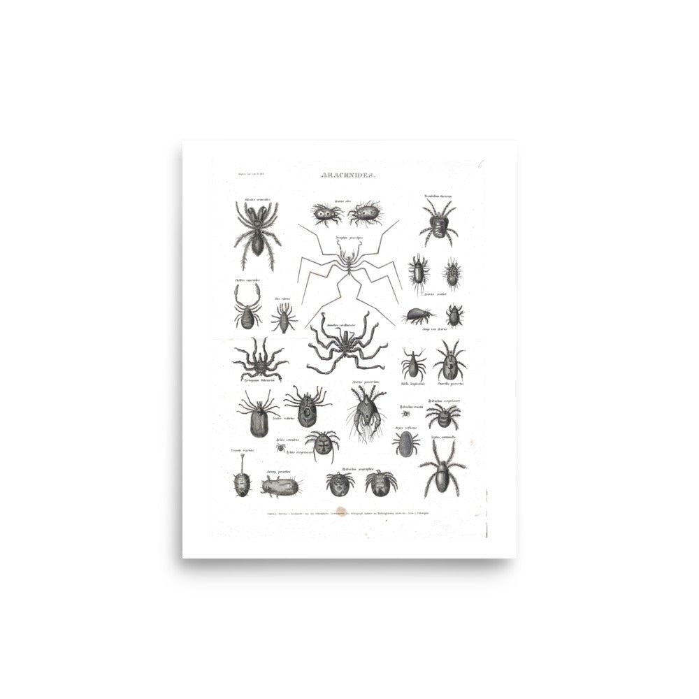 Arachnides Anatomy Poster - Exquisite Dark Curio