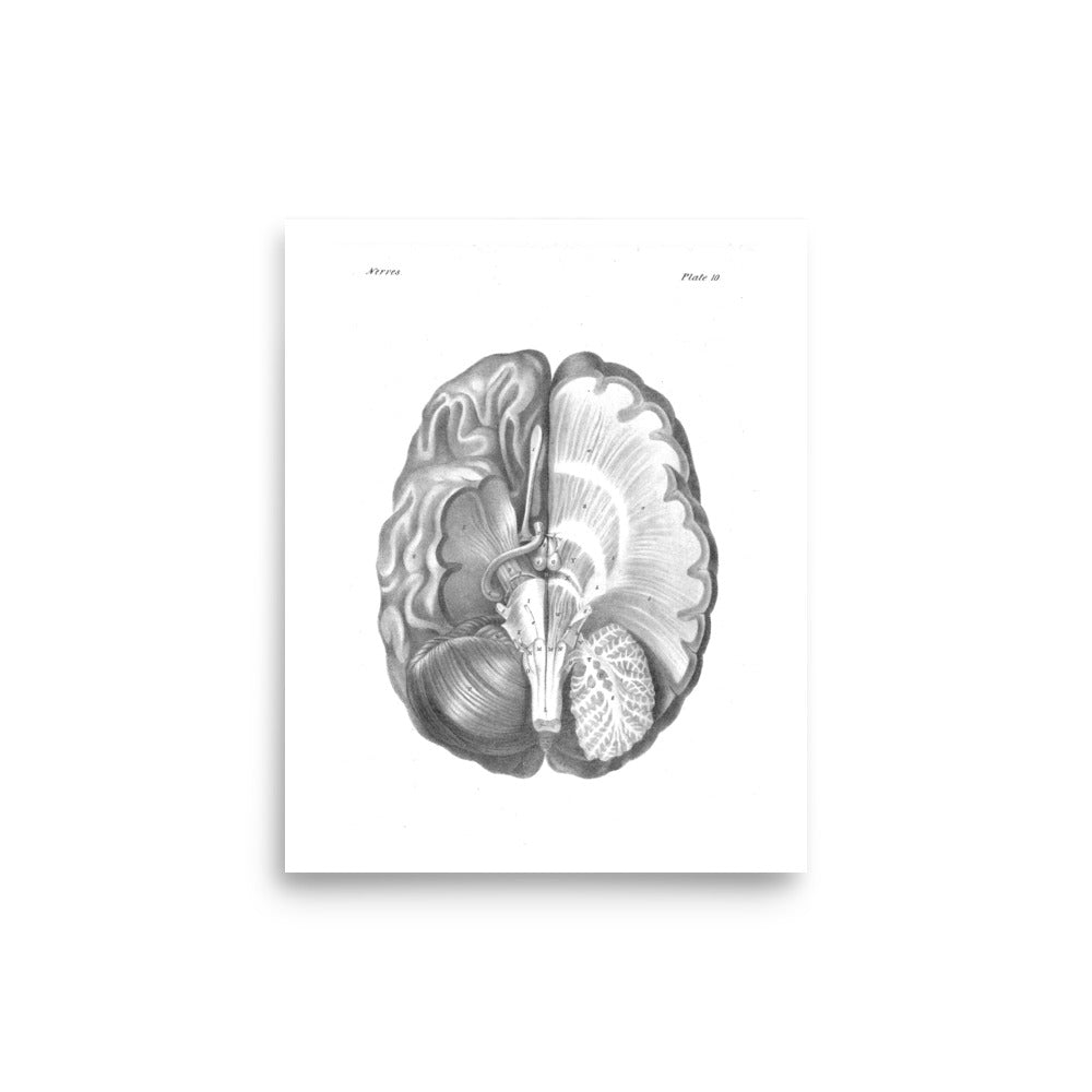 Brain Anatomy Poster - Exquisite Dark Curio