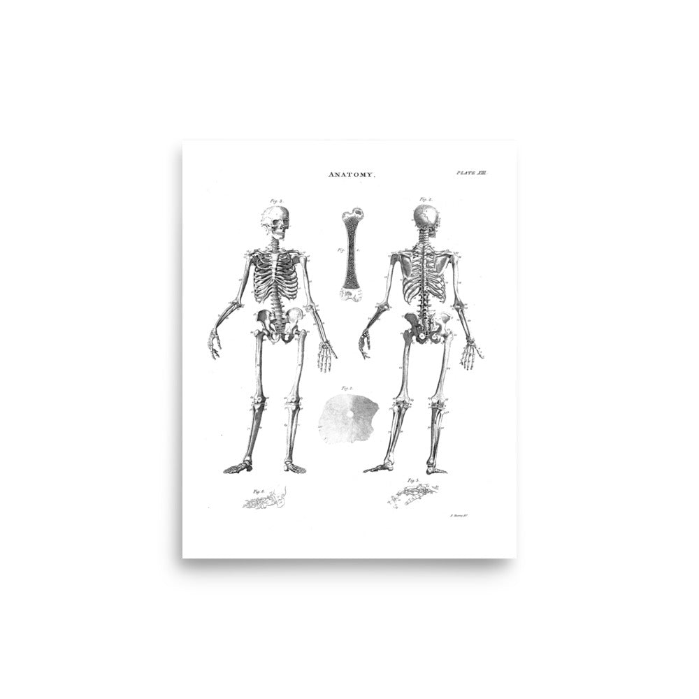 Duality Anatomy Poster - Exquisite Dark Curio