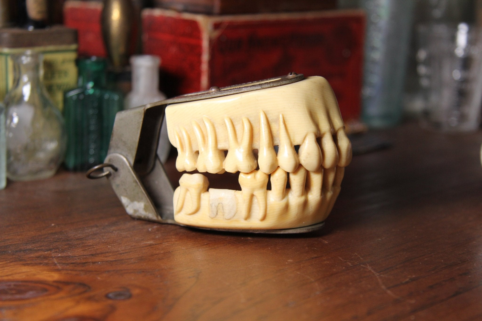 Early 1900's Dental Typodont Lee Smith & Sons - Exquisite Dark Curio