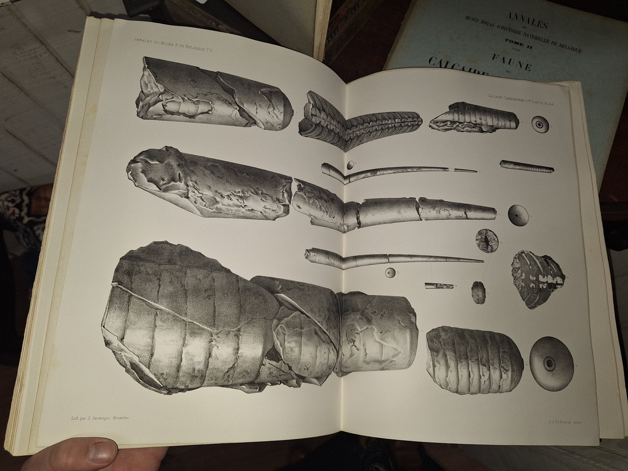 Faune du Calcaire Carbonifere de la Belgique Book V 1st ed 1880, 2 Books - Exquisite Dark Curio