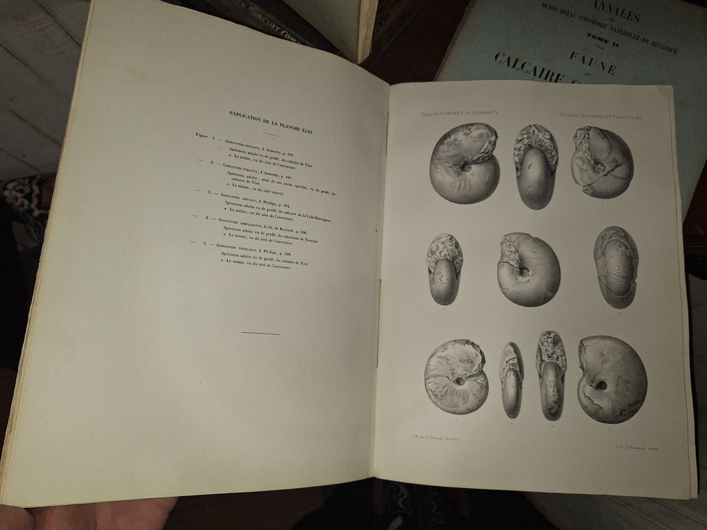 Faune du Calcaire Carbonifere de la Belgique Book V 1st ed 1880, 2 Books - Exquisite Dark Curio