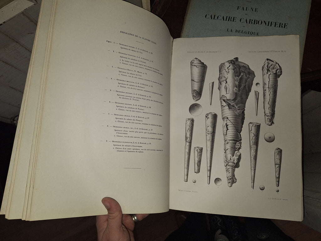 Faune du Calcaire Carbonifere de la Belgique Book V 1st ed 1880, 2 Books - Exquisite Dark Curio