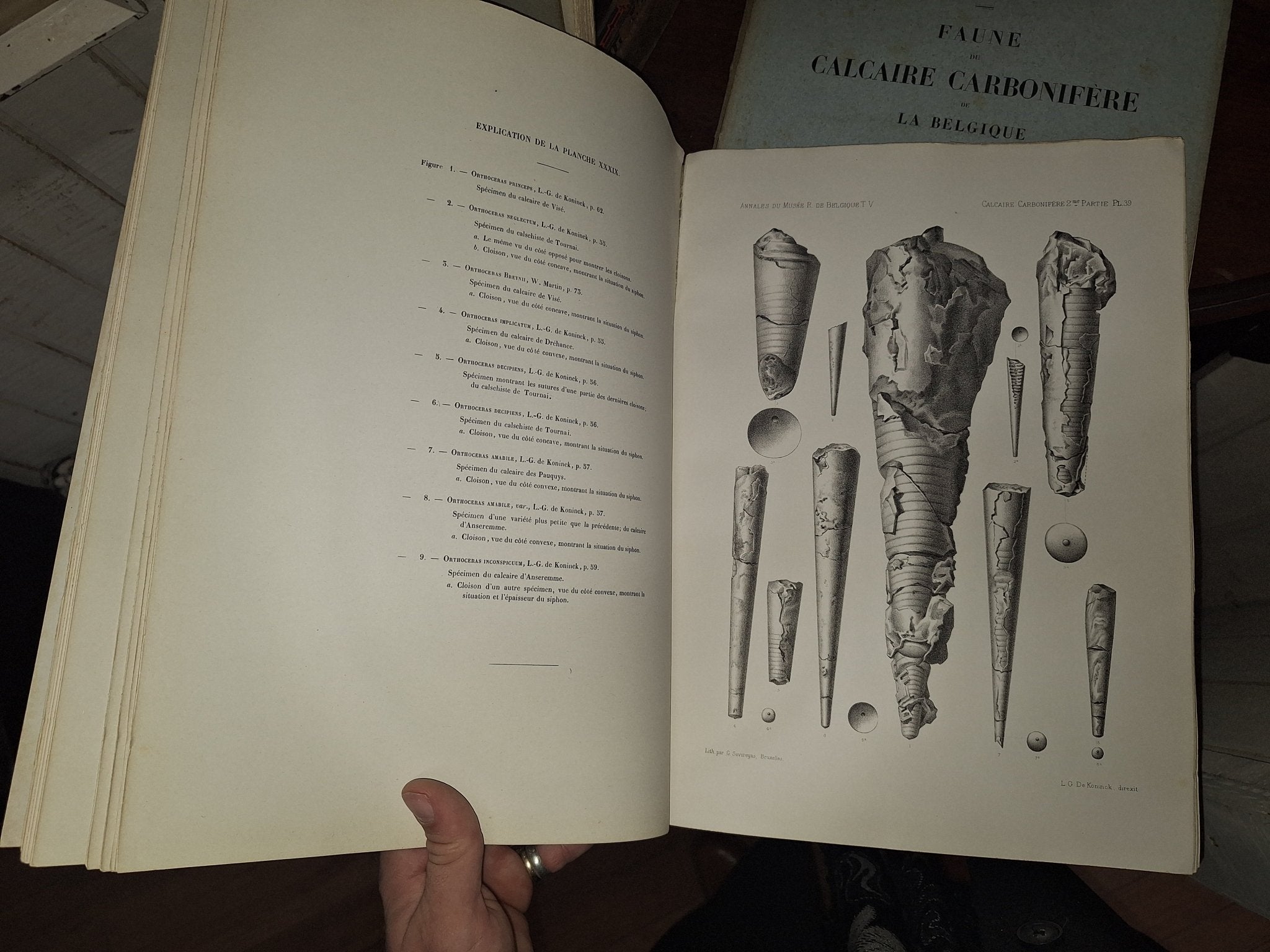 Faune du Calcaire Carbonifere de la Belgique Book V 1st ed 1880, 2 Books - Exquisite Dark Curio