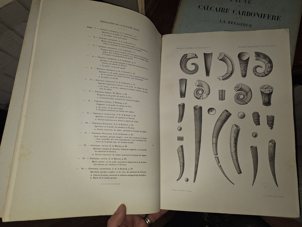 Faune du Calcaire Carbonifere de la Belgique Book V 1st ed 1880, 2 Books - Exquisite Dark Curio