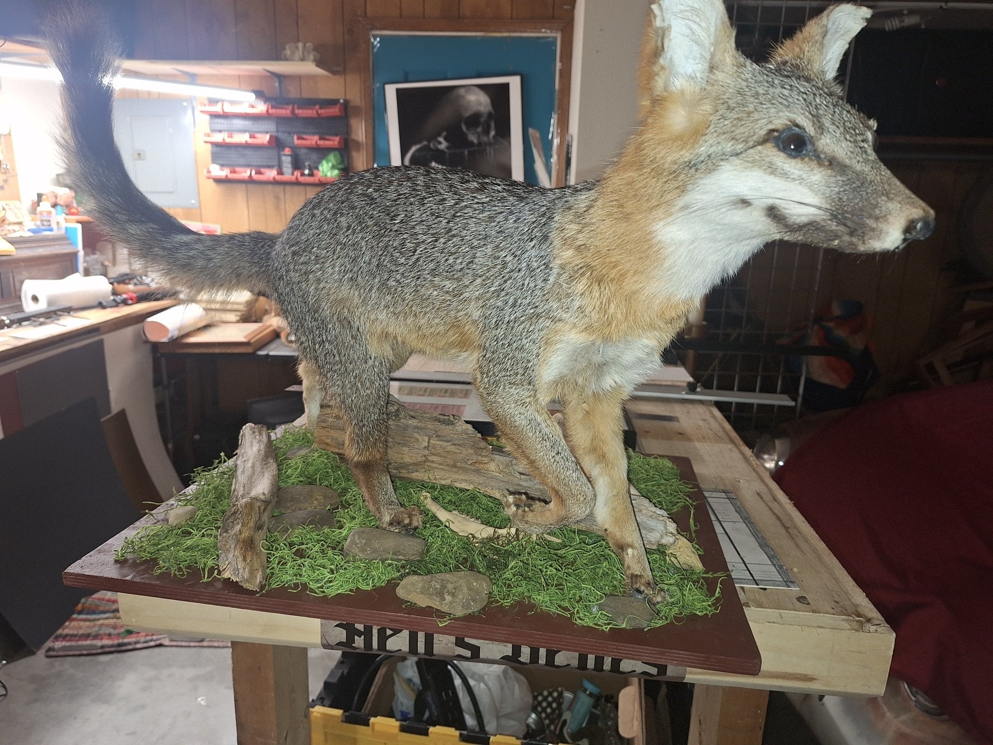 Fox Taxidermy - Exquisite Dark Curio