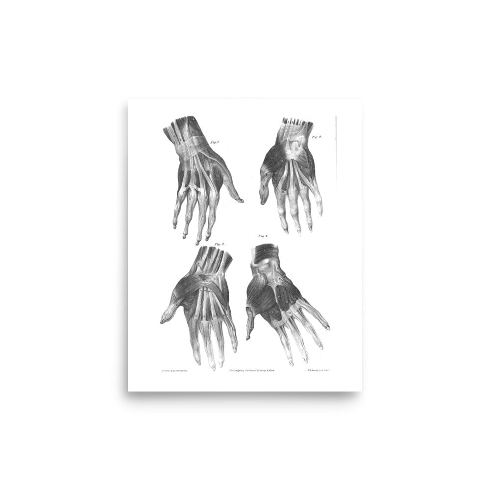Hand Anatomy Poster - Exquisite Dark Curio