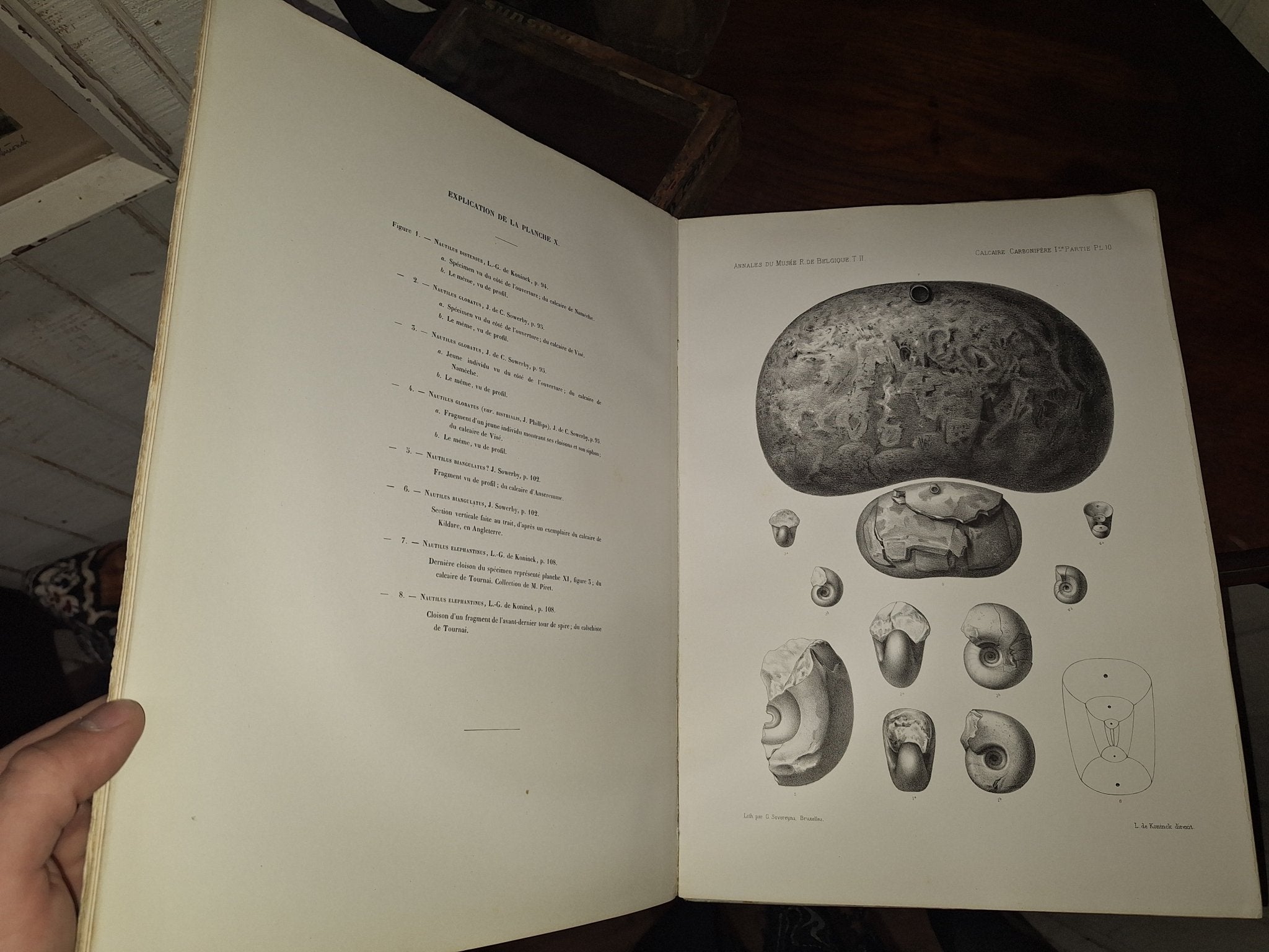 L G DE KONINCK / Faune du Calcaire Carbonifere de la Belgique Book II 1st 1878 - Exquisite Dark Curio