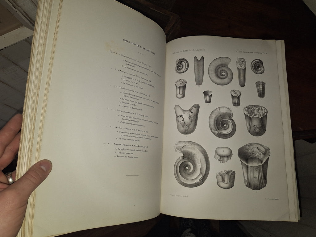 L G DE KONINCK / Faune du Calcaire Carbonifere de la Belgique Book II 1st 1878 - Exquisite Dark Curio