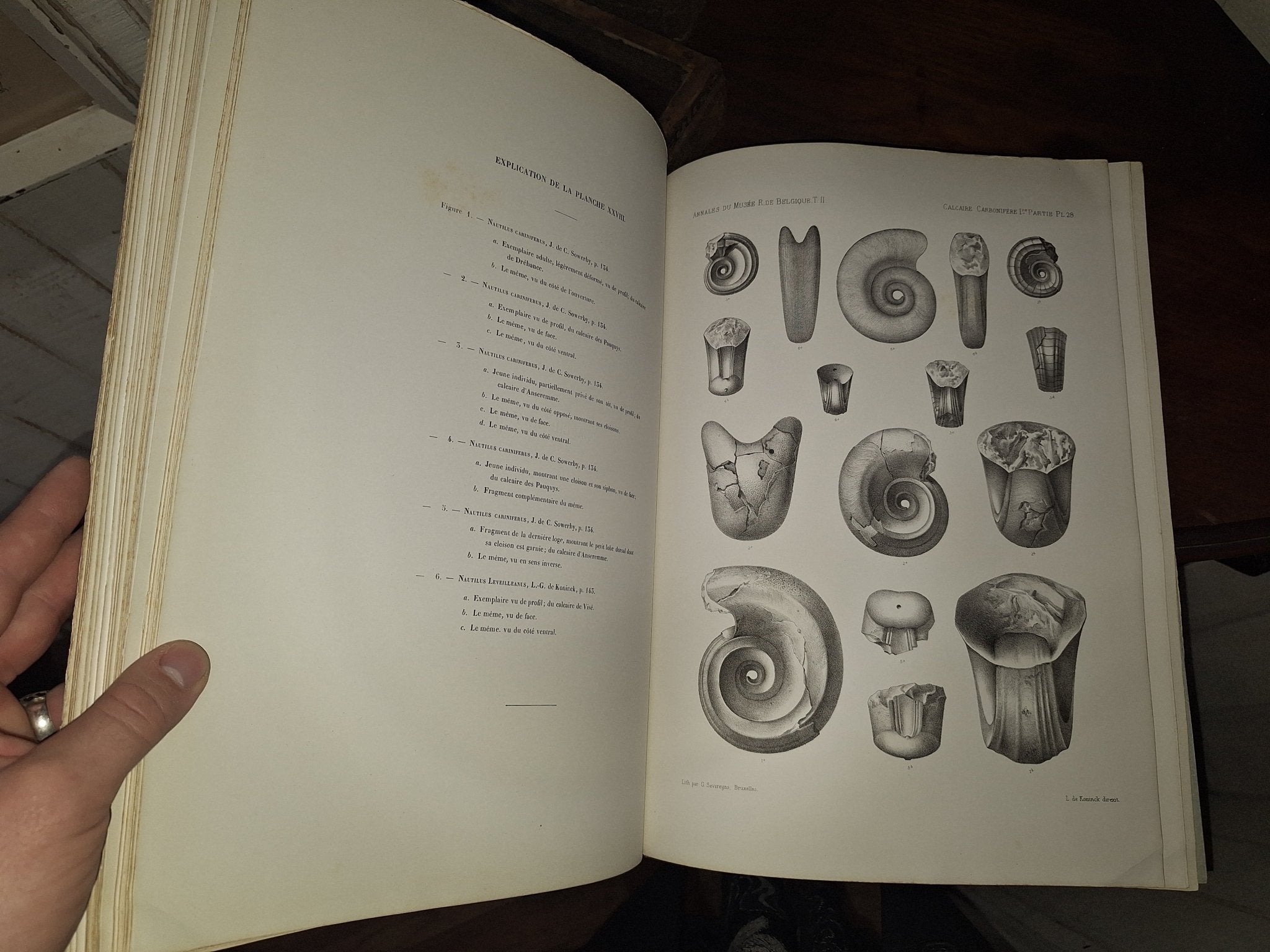 L G DE KONINCK / Faune du Calcaire Carbonifere de la Belgique Book II 1st 1878 - Exquisite Dark Curio