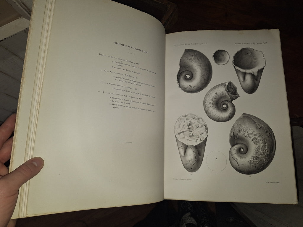 L G DE KONINCK / Faune du Calcaire Carbonifere de la Belgique Book II 1st 1878 - Exquisite Dark Curio