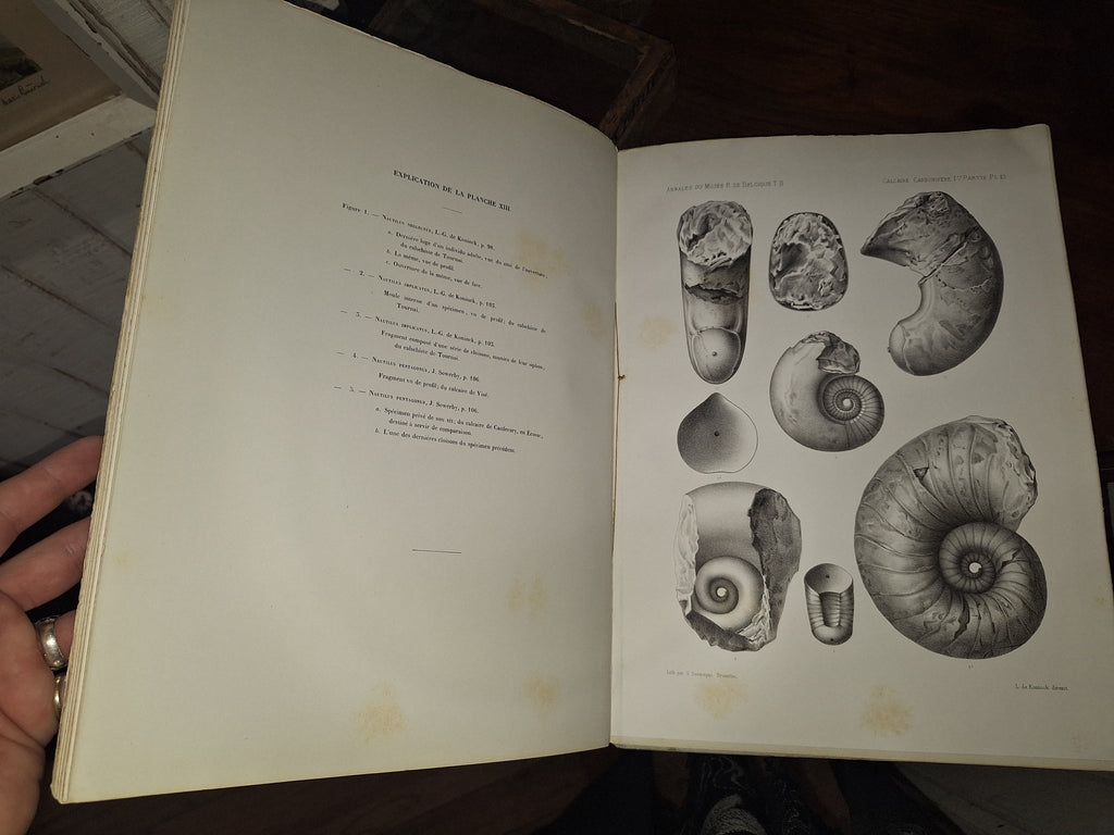 L G DE KONINCK / Faune du Calcaire Carbonifere de la Belgique Book II 1st 1878 - Exquisite Dark Curio