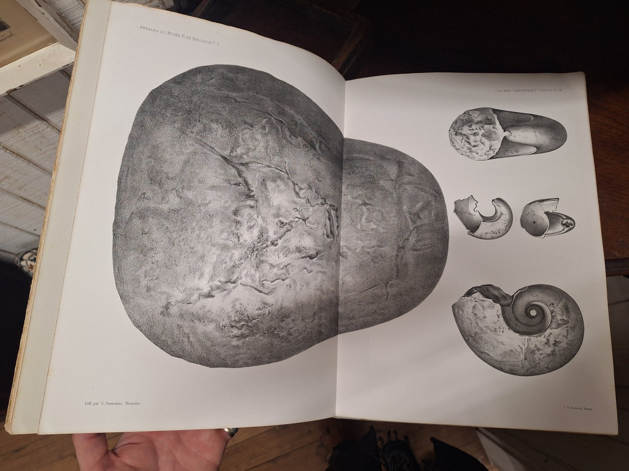 L G DE KONINCK / Faune du Calcaire Carbonifere de la Belgique Book II 1st 1878 - Exquisite Dark Curio