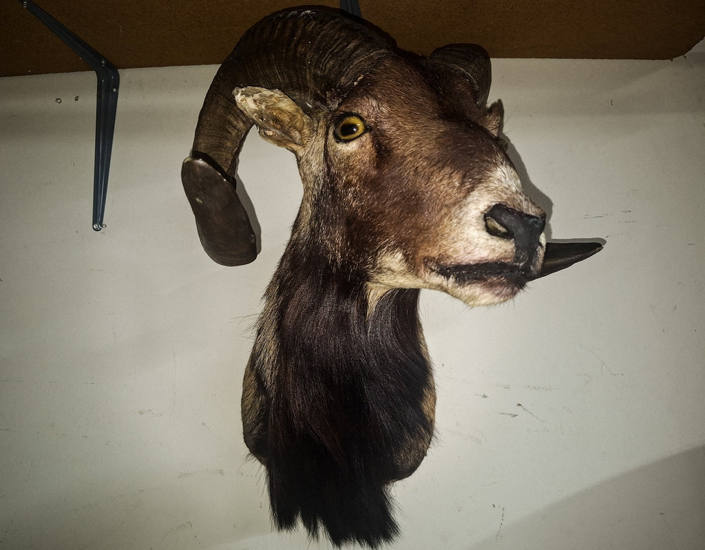 Ram Sheep Taxidermy - Exquisite Dark Curio