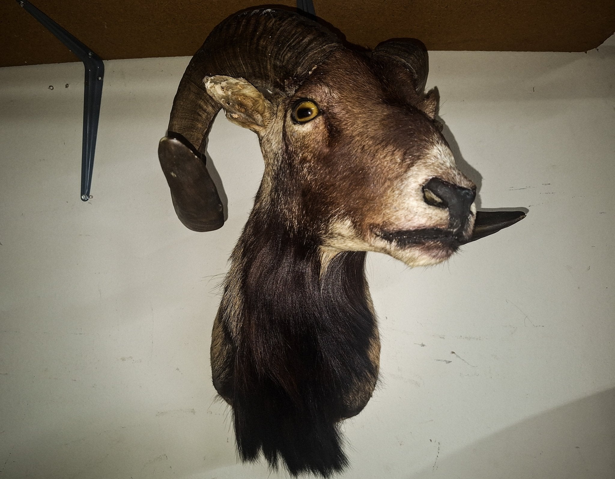 Ram Sheep Taxidermy - Exquisite Dark Curio