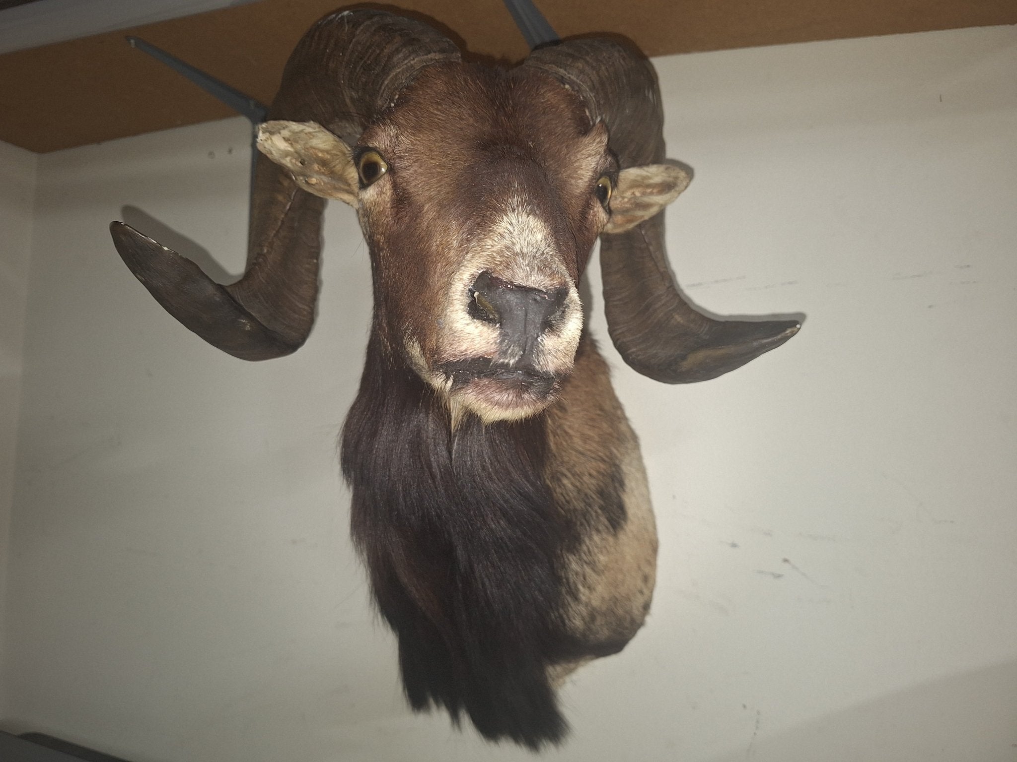 Ram Sheep Taxidermy - Exquisite Dark Curio