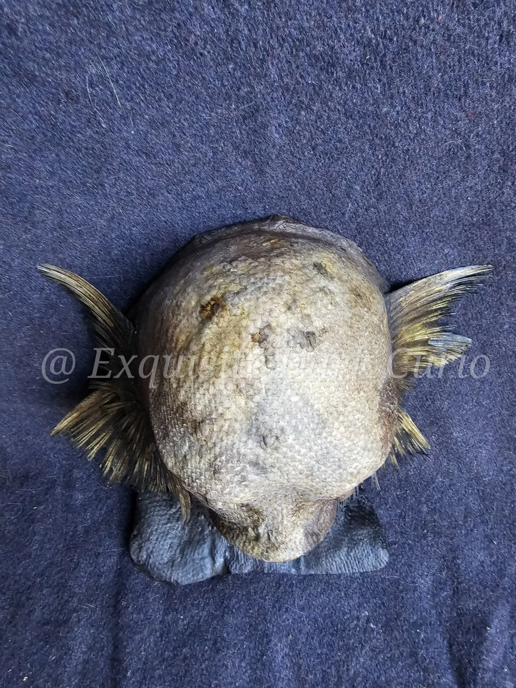 Juan Cabana Fish Man Head Gaff Sideshow - Mixed Media Fish-Skin Oddity