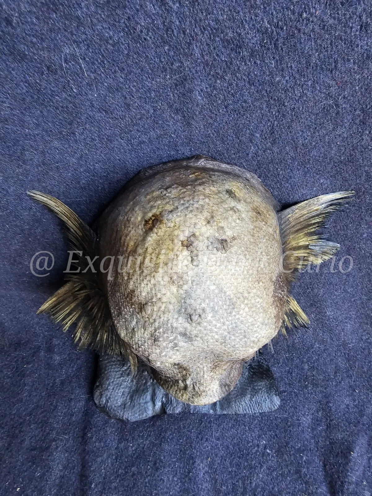 Juan Cabana Fish Man Head Gaff Sideshow - Mixed Media Fish-Skin Oddity