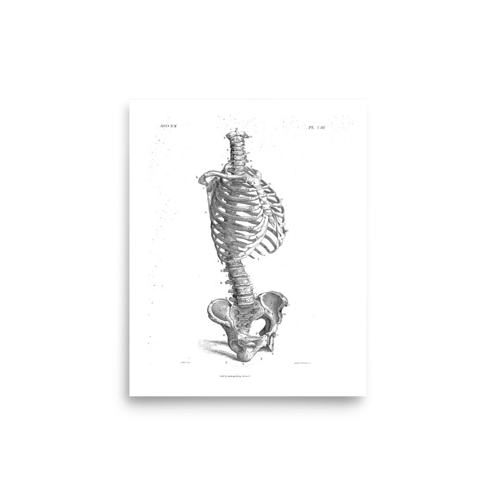 Torso Plate VIII Poster - Exquisite Dark Curio