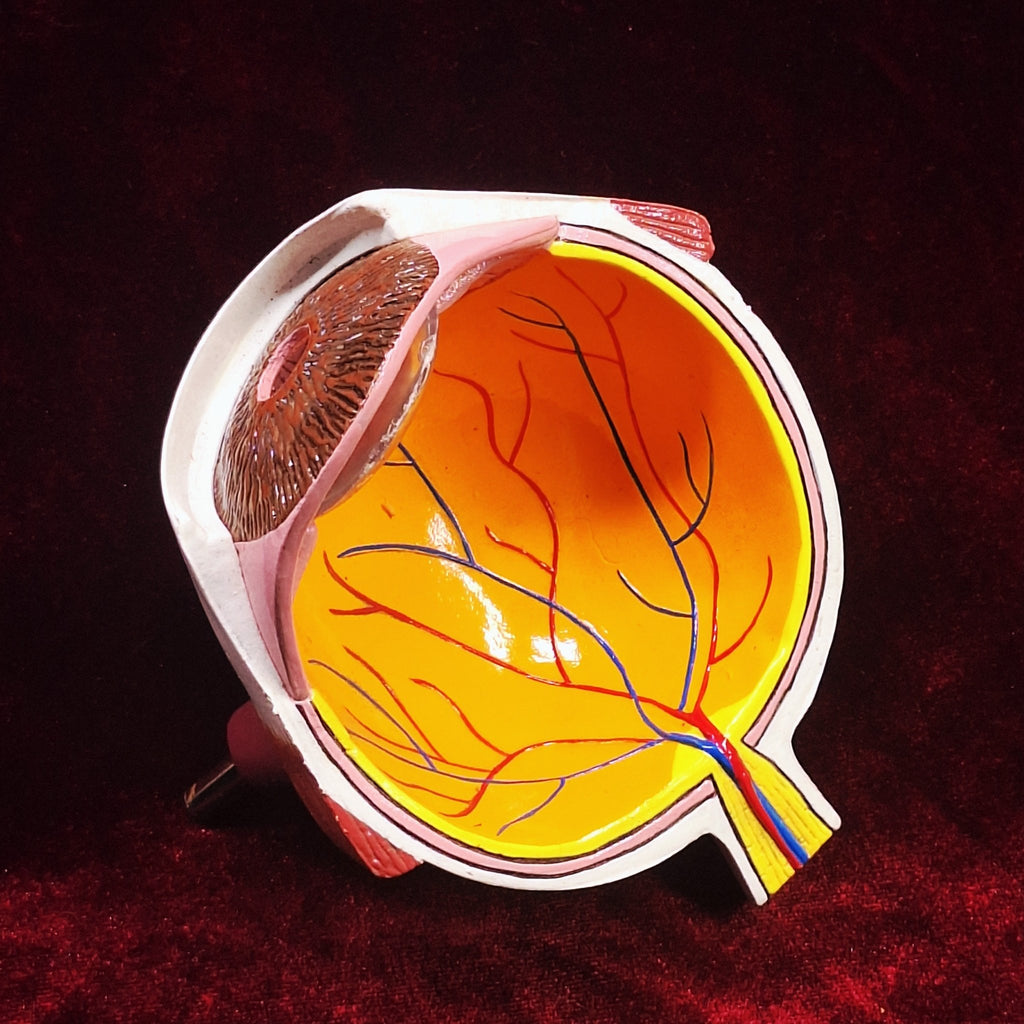 Vintage Eye Model - Exquisite Dark Curio